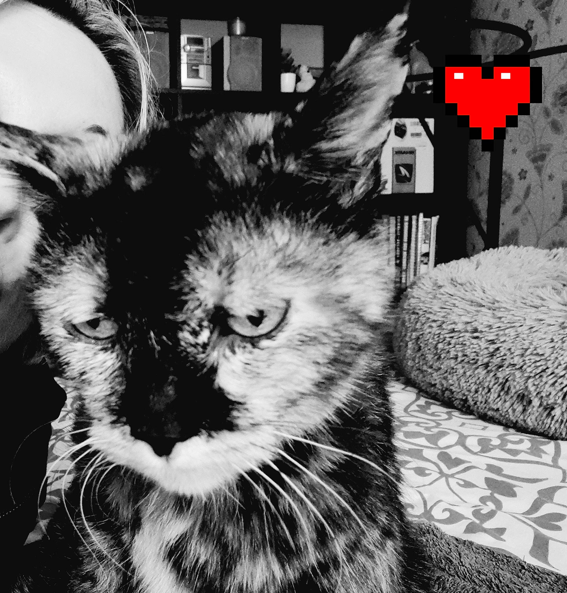 Cannelle participe au concours pour gagner de l'argent avec cette photo : black, black_and_white, carnivore, cat, companion_dog, domestic_short_haired_cat, felidae, fictional_character, font, fur, monochrome, monochrome_photography, photo_caption, small_to_medium_sized_cats, snapshot, snout, style, symbol, terrestrial_animal, whiskers