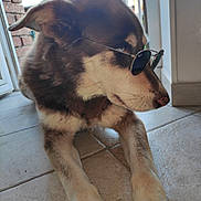 Cannelle participe au concours pour gagner de l'argent avec cette photo : dog, sunglasses, indoor, floor, tile, pet, canine, resting, brown_fur, white_fur, door, window, light, shadow, animal, portrait, cute, relaxed, house, companion