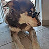 dog, sunglasses, indoor, floor, tile, pet, canine, resting, brown_fur, white_fur, door, window, light, shadow, animal, portrait, cute, relaxed, house, companion