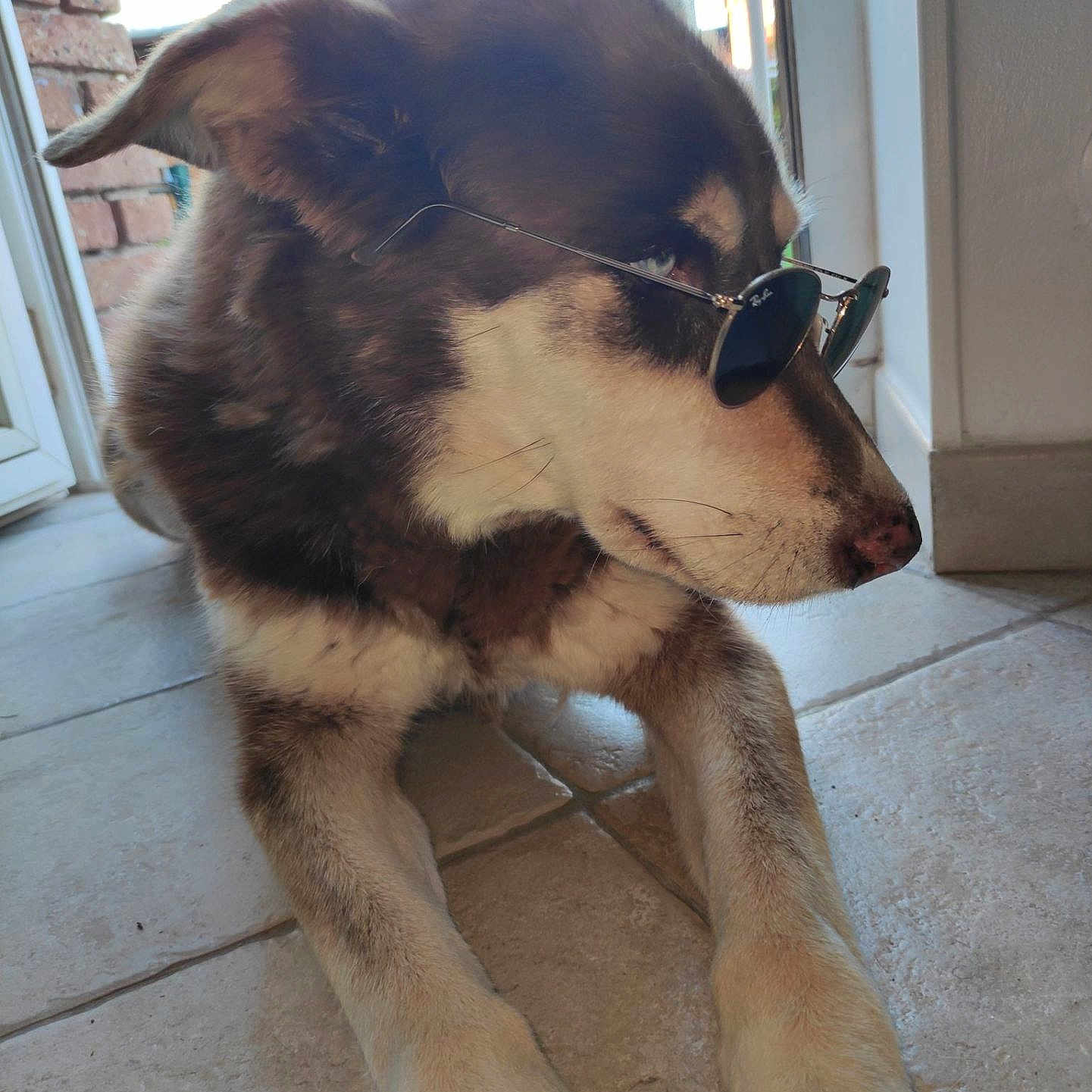 Cannelle participe au concours pour gagner de l'argent avec cette photo : dog, sunglasses, indoor, floor, tile, pet, canine, resting, brown_fur, white_fur, door, window, light, shadow, animal, portrait, cute, relaxed, house, companion