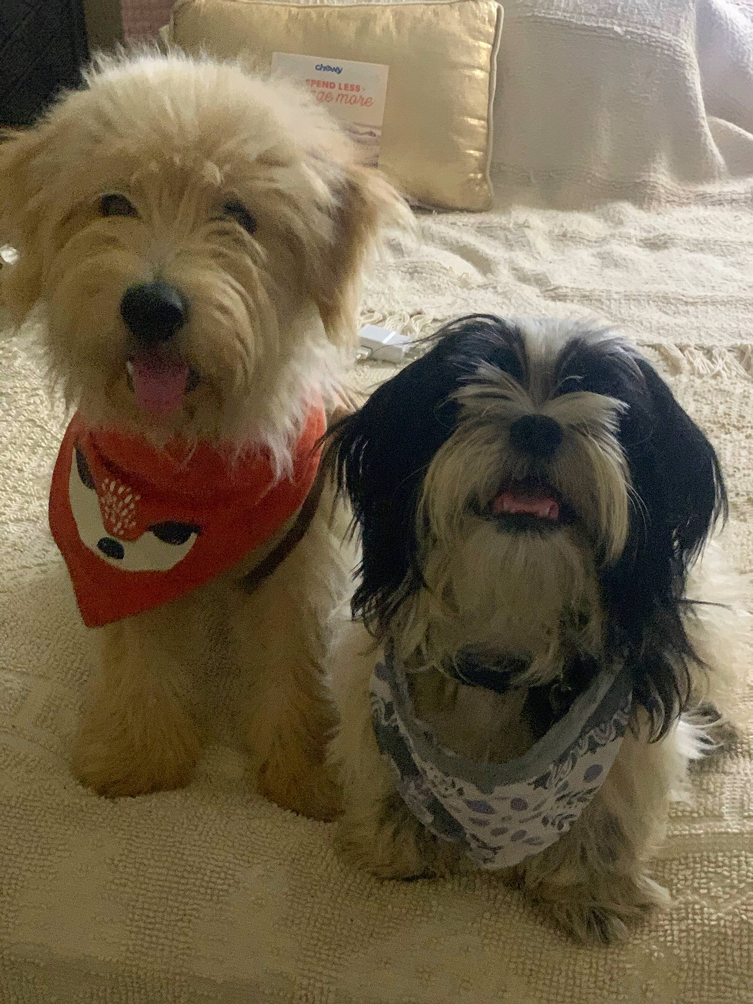 Frijolito is registered to the contest to win money with this photo: canidae, carnivore, companion_dog, dog, dog_breed, dog_collar, dog_supply, fur, giant_dog_breed, liver, maltepoo, shih_tzu, small_terrier, snout, sporting_group, terrestrial_animal, terrier, toy_dog, vertebrate, working_animal