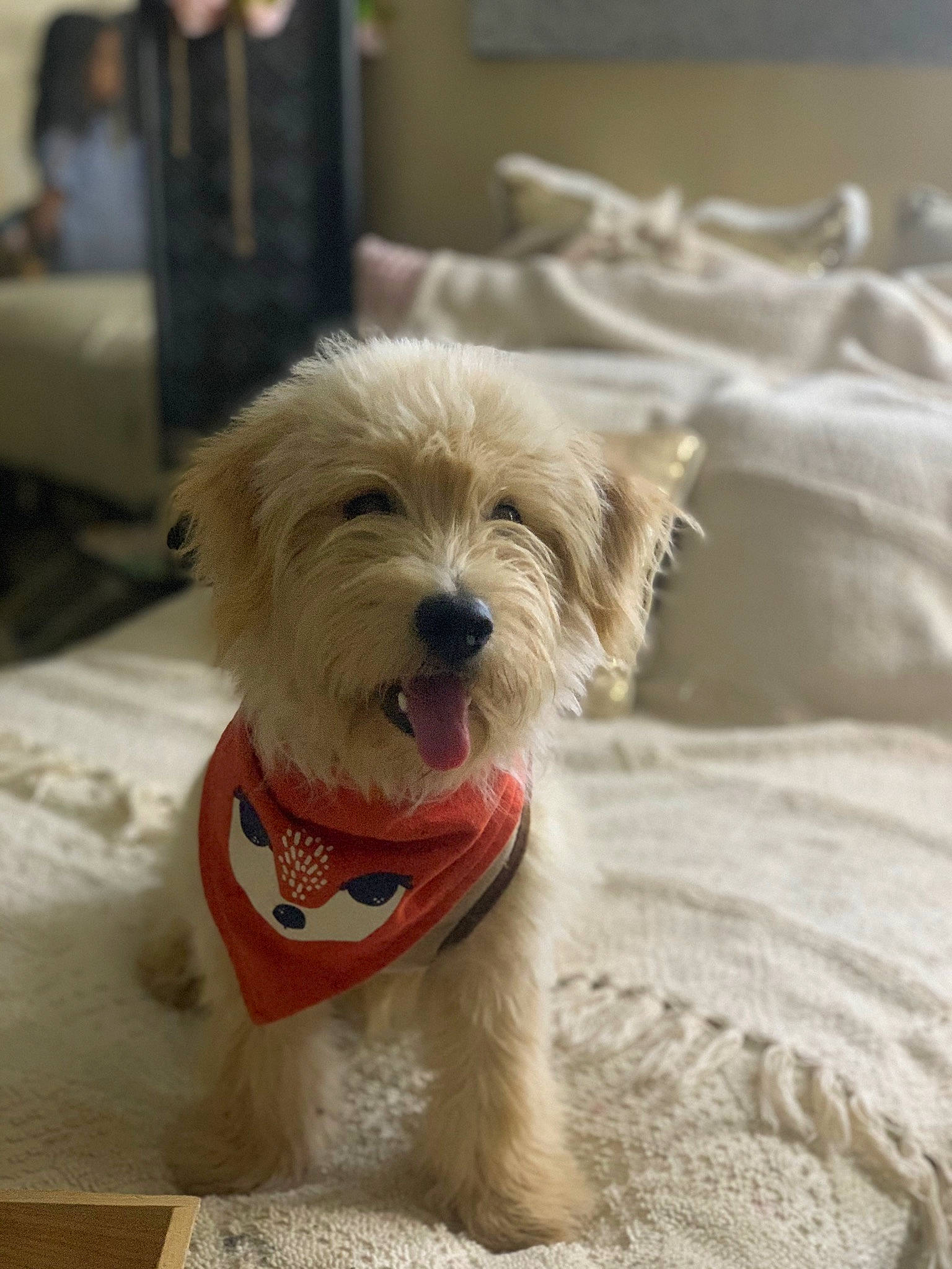 Frijolito is registered to the contest to win money with this photo: biewer_terrier, canidae, carnivore, companion_dog, dog, dog_breed, dog_clothes, dog_supply, fawn, fur, maltepoo, pet_supply, small_terrier, snout, sporting_group, terrier, toy_dog, wood, working_animal, working_terrier