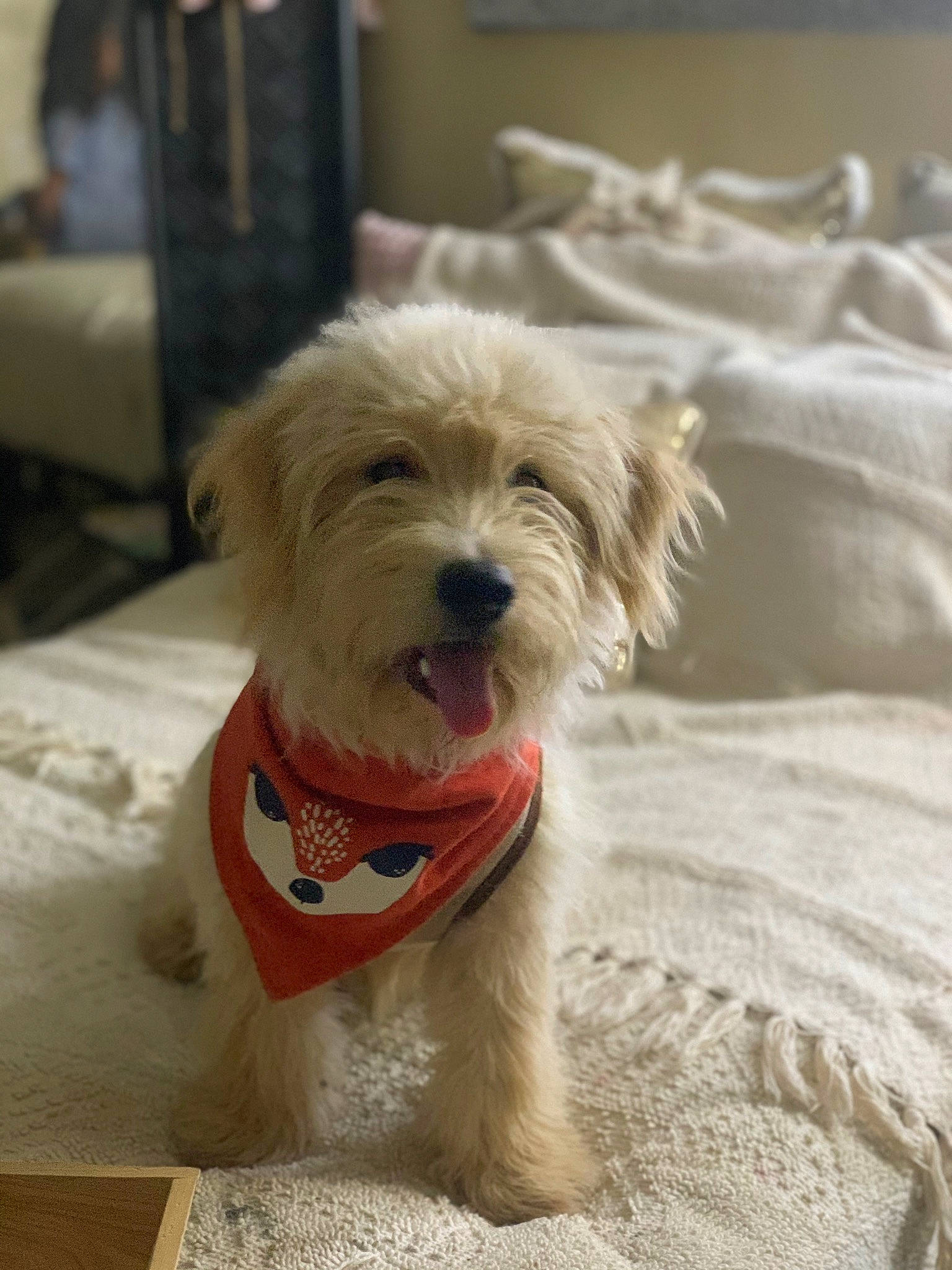 Frijolito is registered to the contest to win money with this photo: canidae, carnivore, companion_dog, dog, dog_breed, dog_clothes, dog_collar, dog_supply, fawn, fur, labradoodle, pet_supply, small_terrier, snout, sporting_group, terrier, toy_dog, water_dog, wood, working_animal