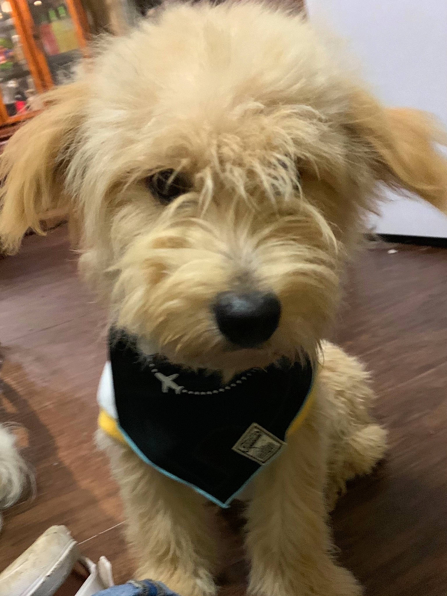 Frijolito joined the competition — help win amazing prizes! carnivore, cockapoo, companion_dog, dog, dog_breed, dog_supply, fur, giant_dog_breed, labradoodle, maltepoo, poodle_crossbreed, schnauzer, shih_poo, small_terrier, sporting_group, terrier, toy_dog, water_dog, working_animal, yorkipoo