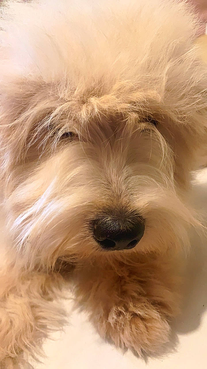 Frijolito joined the competition — help win amazing prizes! biewer_terrier, canidae, carnivore, close_up, companion_dog, dog, dog_breed, fur, maltepoo, poodle_crossbreed, puppy, small_terrier, snout, sporting_group, terrestrial_animal, terrier, toy_dog, water_dog, whiskers, working_animal