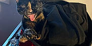 Koko is registered to the contest to win money with this photo: cat, tortoiseshell, basket, red_sequin, black_fabric, indoor, table, figurine, window, playful, pet, animal, feline, yawning, meowing, decor, light, shadow, cute, household