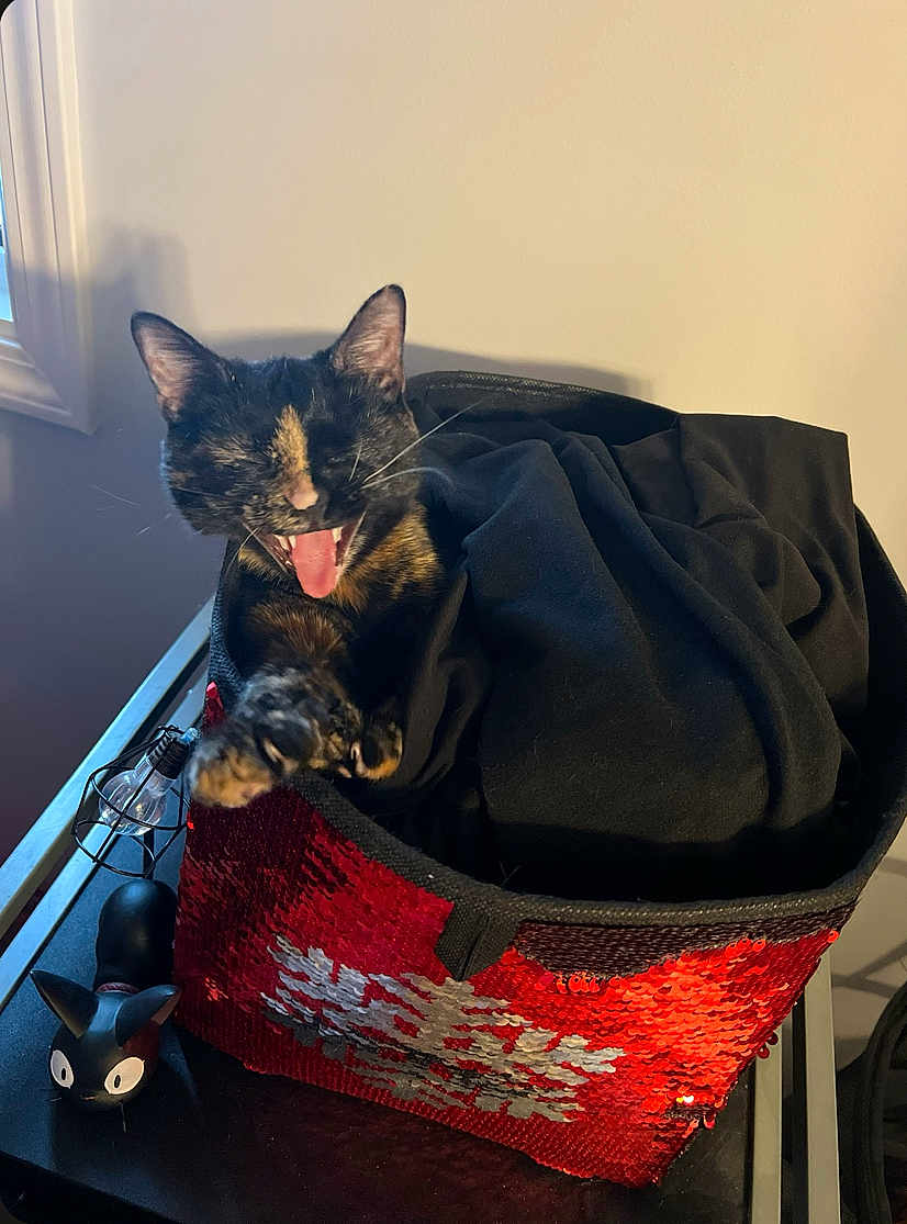 Koko is registered to the contest to win money with this photo: cat, tortoiseshell, basket, red_sequin, black_fabric, indoor, table, figurine, window, playful, pet, animal, feline, yawning, meowing, decor, light, shadow, cute, household