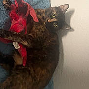 Koko joined the competition — help win amazing prizes! cat, tortoiseshell_cat, stuffed_toy, blue_blanket, indoor, pet, animal, cozy, clutching, fur, cute, playful, resting, soft_lighting, domestic_cat, whiskers, tail, ears, toy, comfort