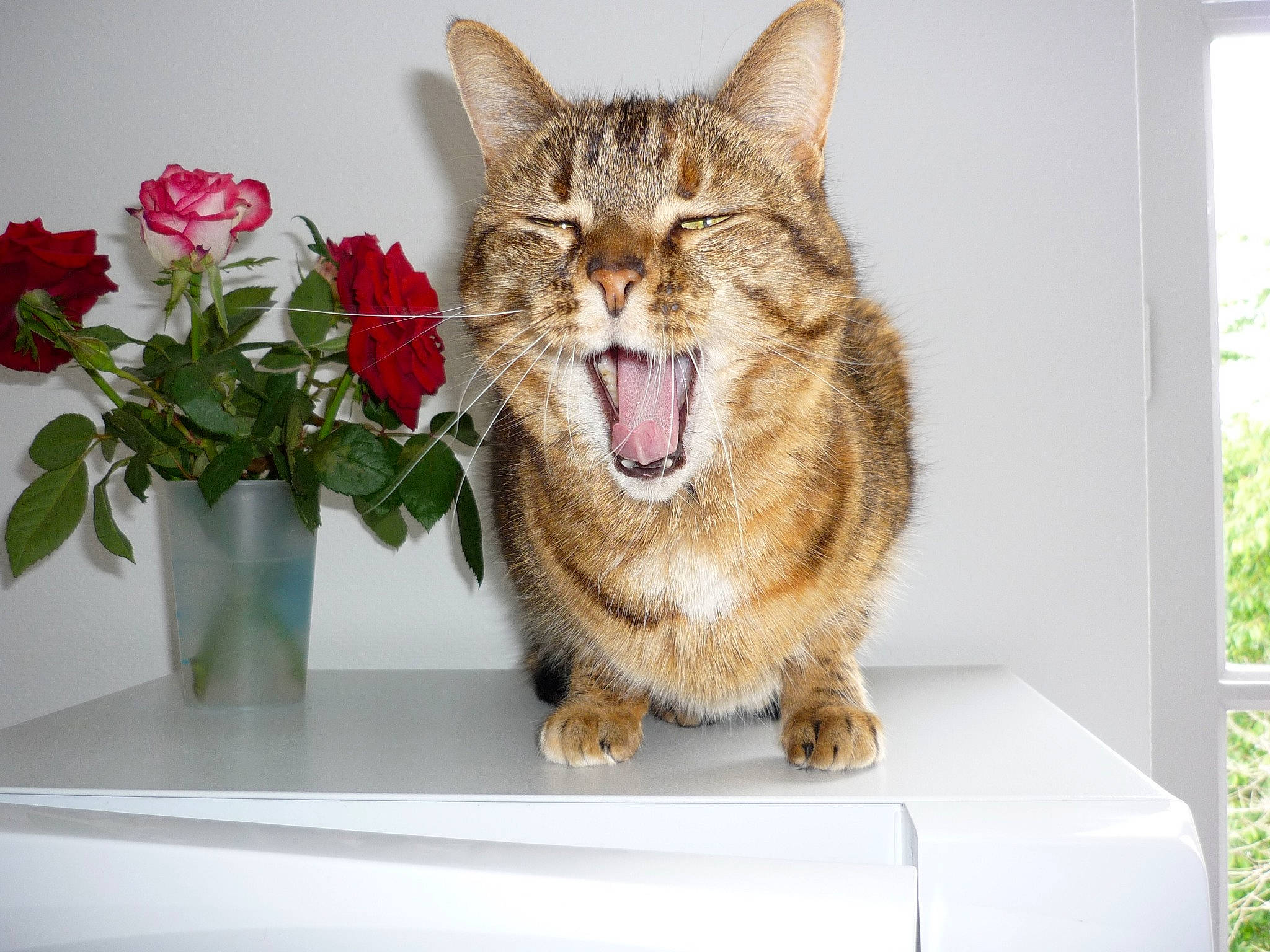 Ariane participe au concours pour gagner de l'argent avec cette photo : carnivore, cat, domestic_short_haired_cat, felidae, flower, flower_arranging, flowerpot, fur, grass, houseplant, petal, plant, rectangle, rose, small_to_medium_sized_cats, snout, vase, whiskers, window, yawn