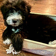 Jolly Roger joined the competition — help win amazing prizes! adorable, animal, basket, black_and_white, companion, cozy, curious, cute, dog, domestic, fluffy, fur, indoors, mammal, pet, puppy, resting, small, wooden_floor, young