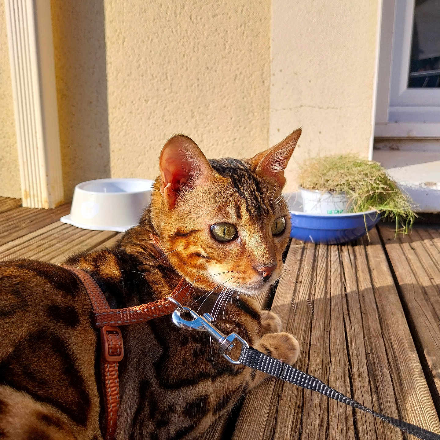 Winnie a rejoint le concours — aidez-le/la à gagner de superbes lots ! abyssinian, accessories, animal, cat, hardwood, indoors, interiordesign, jar, kitten, leash, manx, pet, plant, planter, plywood, pottedplant, pottery, strap, vase, wood