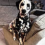 dalmatian, dog, pet, animal, indoor, armchair, furniture, living_room, sofa, blanket, curious, black_and_white, spotted, collar, canine, floor_tile, home, cute, sitting, portrait