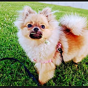 Coco is registered to the contest to win money with this photo: dog, small_dog, fluffy, long_hair, cream_fur, brown_fur, curled_tail, pointed_ears, harness, leash, grass, clover, outdoors, garden, standing, pet, animal, flower, portrait, cute
