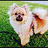 dog, small_dog, fluffy, long_hair, cream_fur, brown_fur, curled_tail, pointed_ears, harness, leash, grass, clover, outdoors, garden, standing, pet, animal, flower, portrait, cute