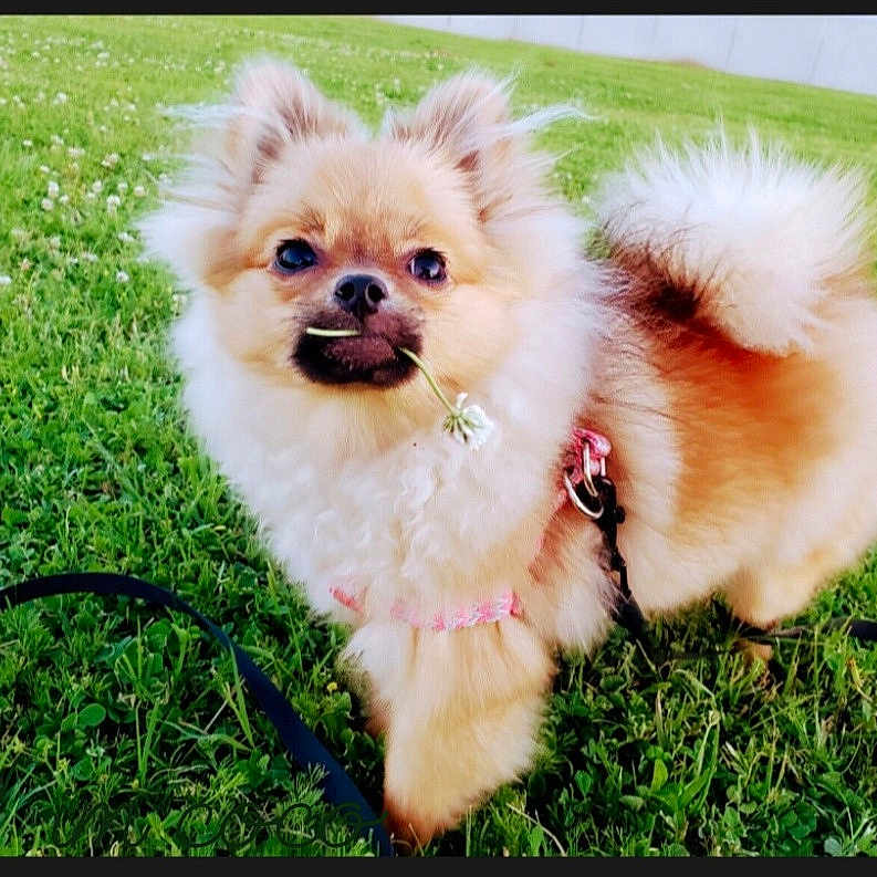 Coco