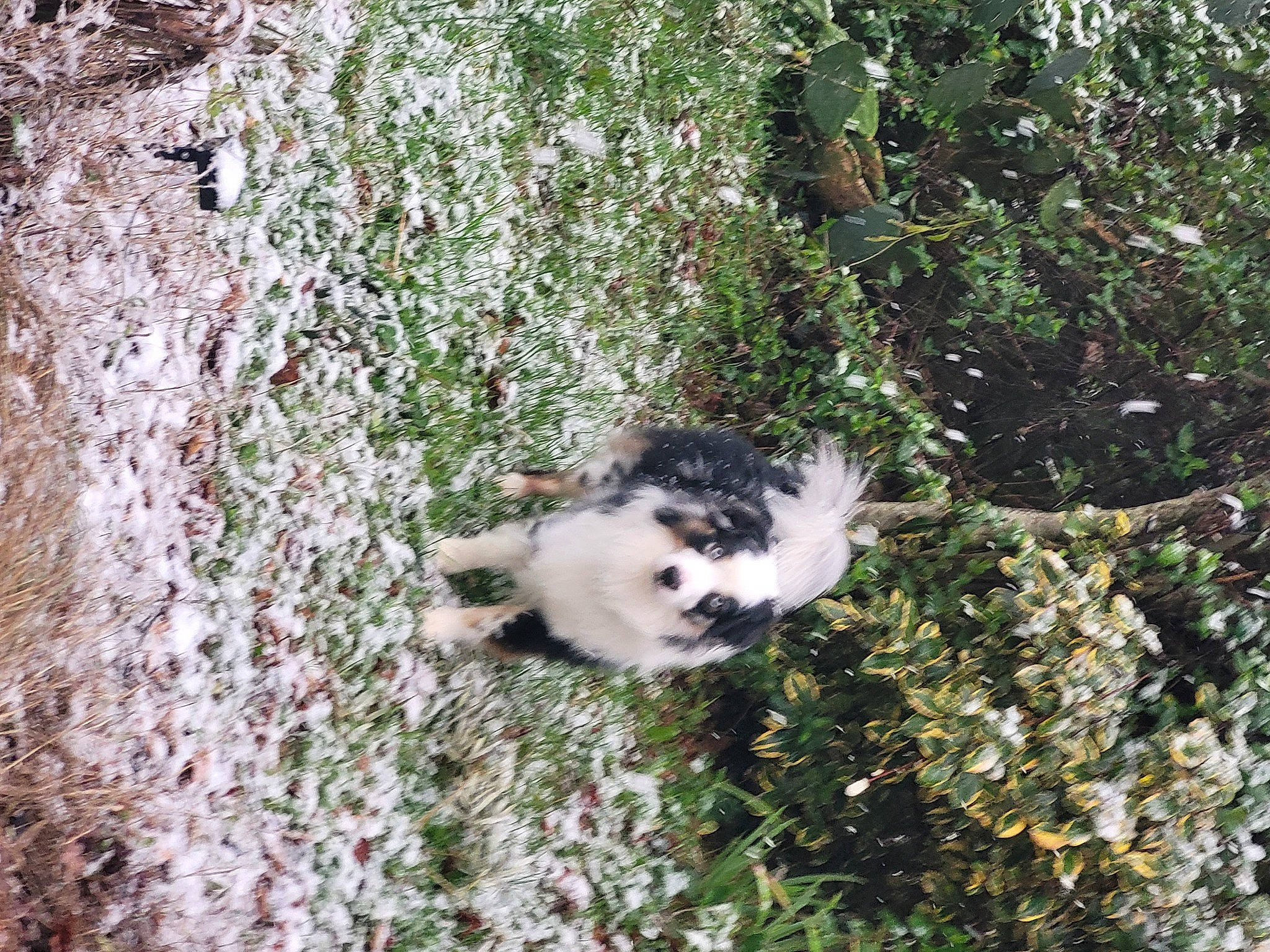 Riley participe au concours pour gagner de l'argent avec cette photo : canidae, carnivore, cat, dog_breed, felidae, fur, grass, groundcover, herb, plant, shrub, small_to_medium_sized_cats, snow, soil, sporting_group, subshrub, tail, terrestrial_animal, trunk, twig