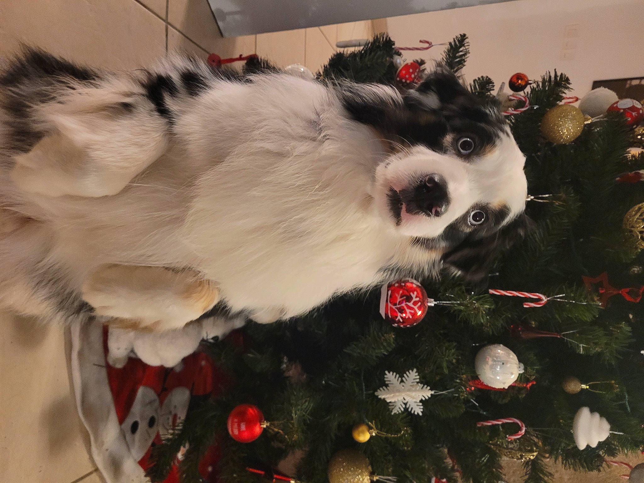 Riley a rejoint le concours — aidez-le/la à gagner de superbes lots ! canidae, carnivore, christmas_ornament, christmas_tree, collar, companion_dog, dog, dog_breed, event, eye, fang, fur, head, holiday, ornament, pet_supply, snout, sporting_group, whiskers, working_animal