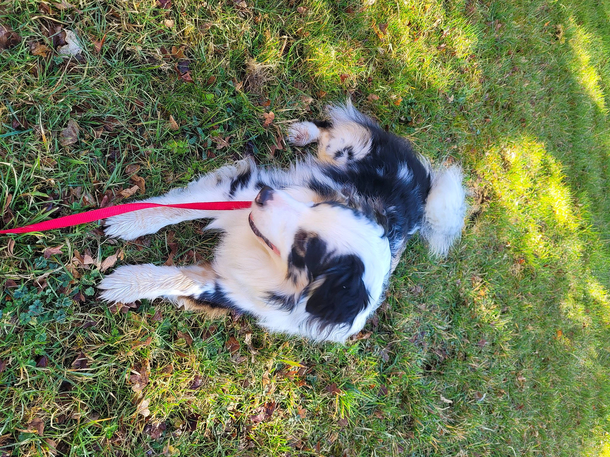 Riley a rejoint le concours — aidez-le/la à gagner de superbes lots ! australian_shepherd, canidae, carnivore, companion_dog, dog, dog_breed, felidae, fur, grass, herding_dog, miniature_australian_shepherd, paw, plant, puppy, sporting_group, tail, terrestrial_animal, toy_dog, working_dog