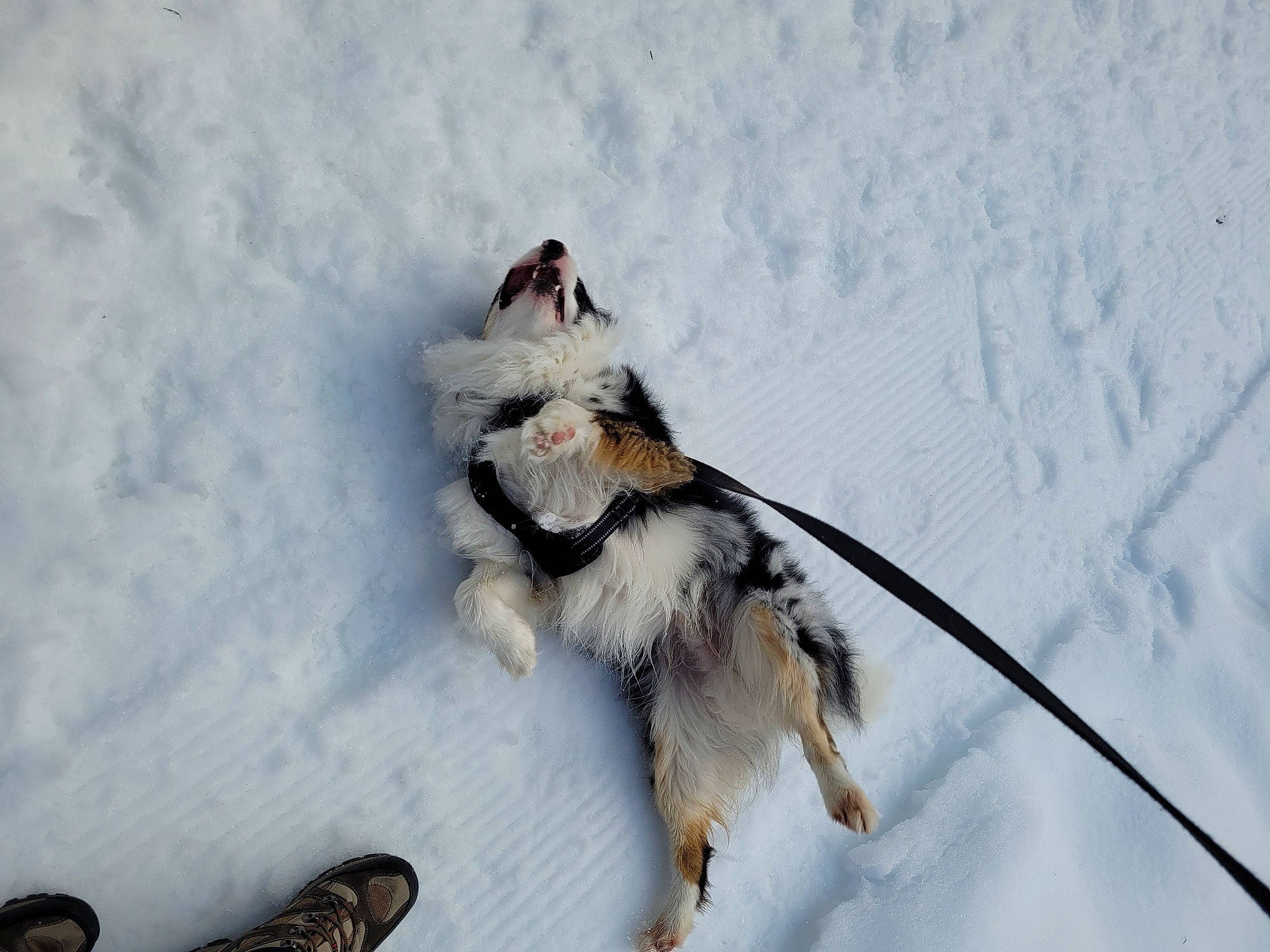 Riley participe au concours pour gagner de l'argent avec cette photo : canidae, carnivore, collar, companion_dog, dog, dog_breed, dog_supply, freezing, fur, pet_supply, playing_in_the_snow, recreation, sled_dog, slope, snow, sporting_group, tail, walking_shoe, winter, working_dog