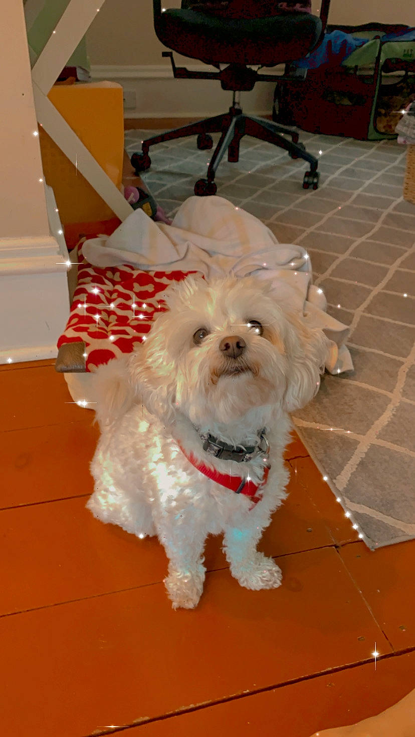 Kodi joined the competition — help win amazing prizes! bichon, bolonka, canidae, carnivore, chinese_imperial_dog, companion_dog, dog, dog_breed, havanese, lhasa_apso, lowchen, maltepoo, maltese, mammal, puppy, shih_tzu, snout, terrier, toy_dog, west_highland_white_terrier