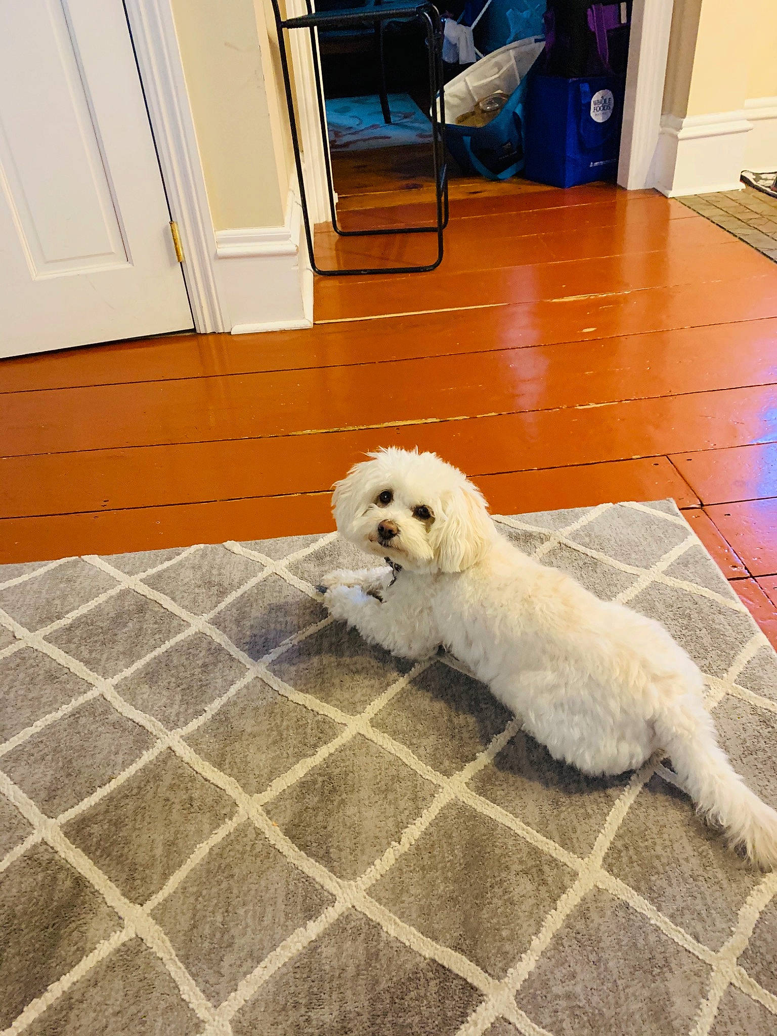 Kodi joined the competition — help win amazing prizes! bichon, bichon_frise, bolognese, canidae, carnivore, cavachon, companion_dog, dog, dog_breed, floor, havanese, maltepoo, maltese, mammal, non_sporting_group, poodle_crossbreed, puppy, sporting_group, toy_dog, vertebrate