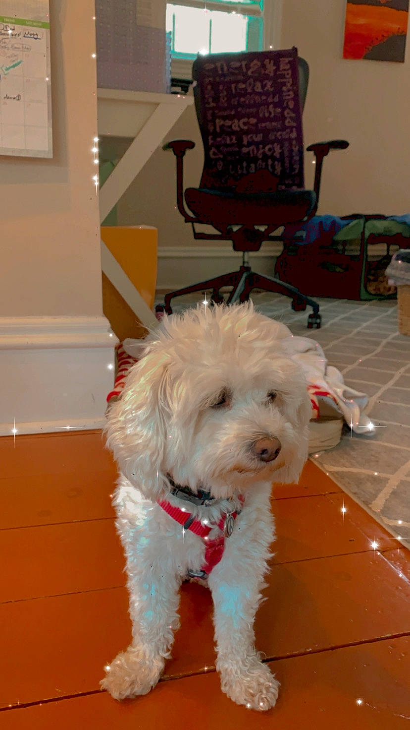 Kodi is registered to the contest to win money with this photo: bichon, bichon_frise, bolonka, canidae, carnivore, companion_dog, coton_de_tulear, dog, dog_breed, havanese, maltepoo, maltese, mammal, non_sporting_group, schnoodle, snout, terrier, toy_dog, vertebrate, west_highland_white_terrier