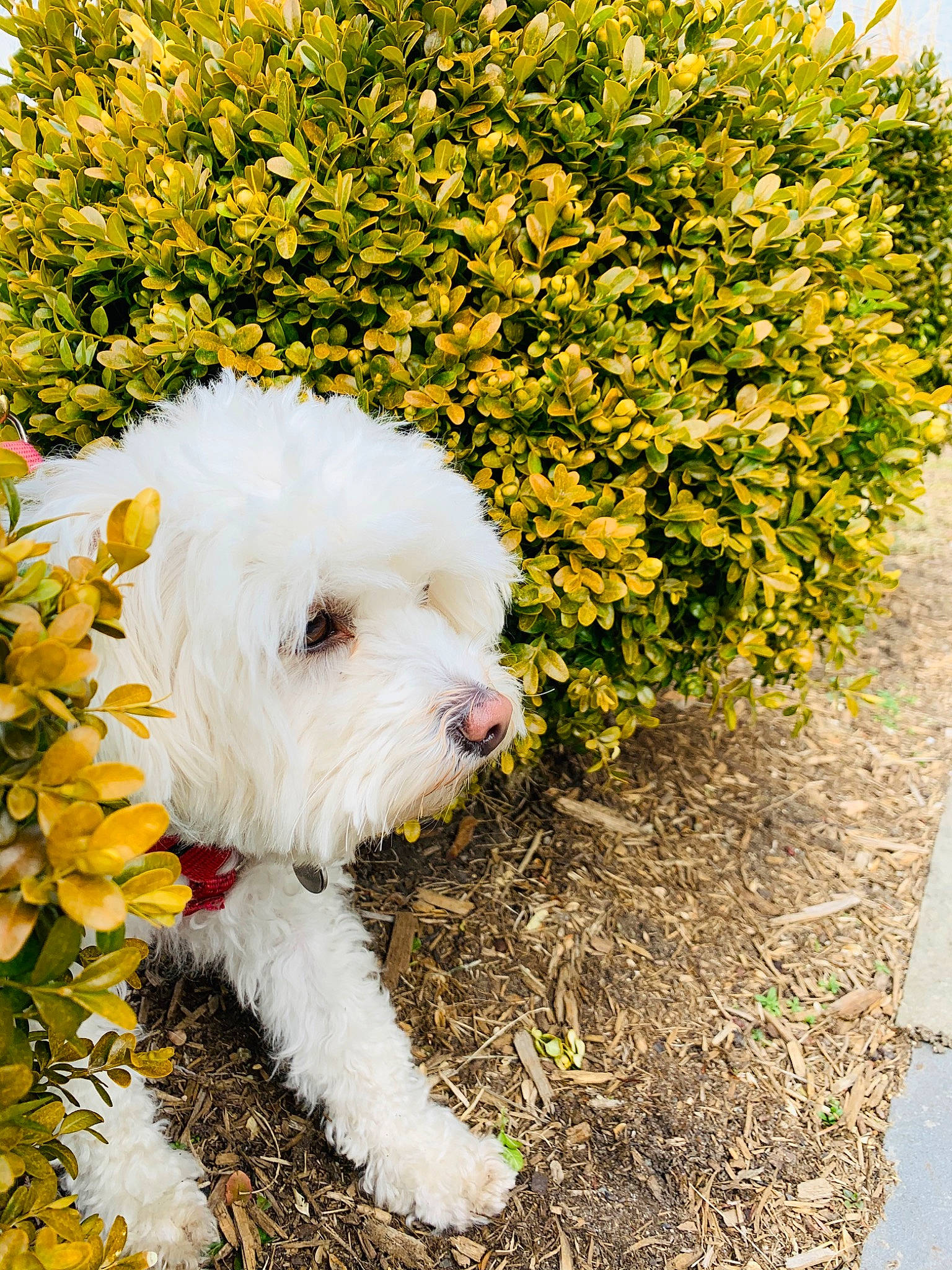 Kodi joined the competition — help win amazing prizes! canidae, carnivore, companion_dog, dog, dog_breed, grass, lagotto_romagnolo, mammal, non_sporting_group, old_english_sheepdog, plant, puppy, rare_breed_dog, sealyham_terrier, shrub, sporting_group, terrier, toy_dog, vertebrate