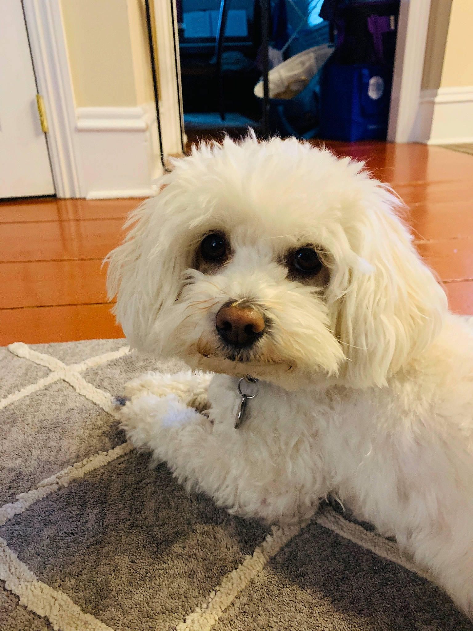 Kodi joined the competition — help win amazing prizes! bichon, bolognese, bolonka, canidae, carnivore, cavapoo, cockapoo, companion_dog, coton_de_tulear, dog, dog_breed, havanese, kyi_leo, maltepoo, maltese, mammal, poodle_crossbreed, puppy, snout, vertebrate