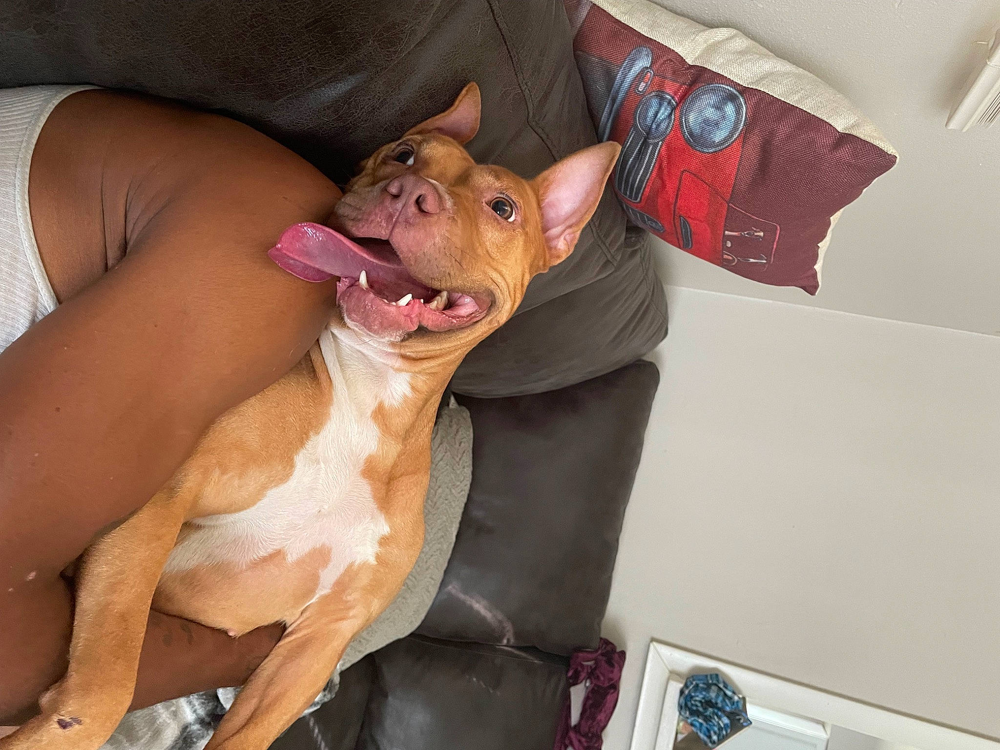 Steppa joined the competition — help win amazing prizes! canidae, carnivore, collar, comfort, companion_dog, dog, dog_breed, ear, fang, fawn, felidae, human_leg, jaw, liver, mammal, small_to_medium_sized_cats, snout, sporting_group, tail, whiskers