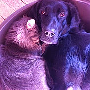 Gio participe au concours pour gagner de l'argent avec cette photo : beagador, borador, canidae, carnivore, companion_dog, dog, dog_breed, flat_coated_retriever, hovawart, labrador_retriever, mammal, newfoundland, retriever, snout, sporting_group, vertebrate