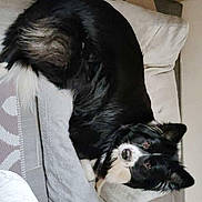 Nikita participe au concours pour gagner de l'argent avec cette photo : animal, black_and_white, border_collie, canine, companion, cozy, curious, dog, dog_bed, ears, floor, fur, furniture, indoor, looking_up, pet, resting, tail, tile_floor, white_paws