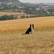 Cane participe au concours pour gagner de l'argent avec cette photo :