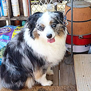Stormi Breeze is registered to the contest to win money with this photo: dog, merle_coat, blue_eyes, tongue_out, sitting, wooden_floor, porch, bag, cat_litter, household_items, rustic, pet, fur, happy, animal, indoor, closeup, domestic, companion, friendly