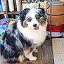 dog, merle_coat, blue_eyes, tongue_out, sitting, wooden_floor, porch, bag, cat_litter, household_items, rustic, pet, fur, happy, animal, indoor, closeup, domestic, companion, friendly