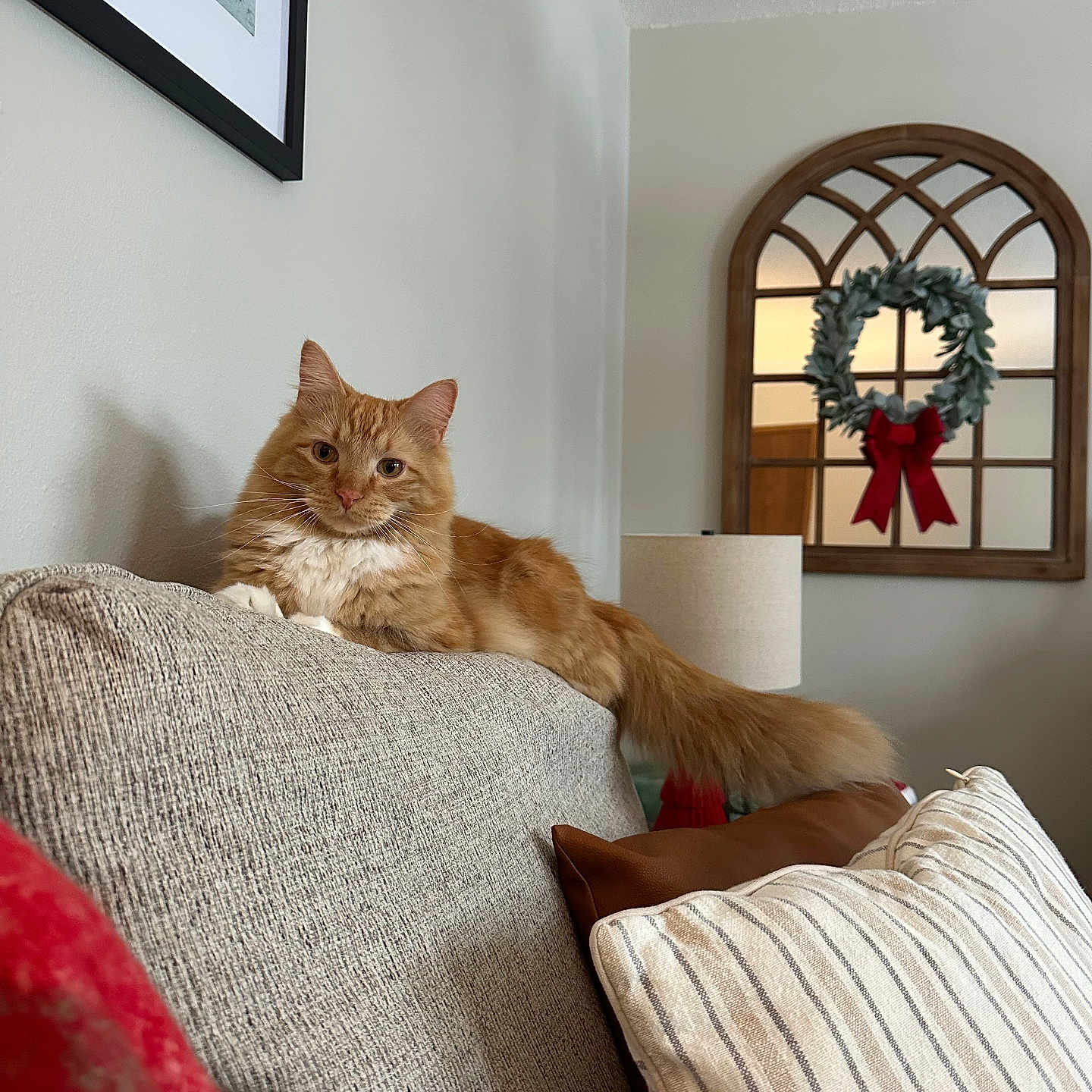 Ziggy joined the competition — help win amazing prizes! cat, couch, cozy, furniture, furry, holiday_decor, home_interior, indoor, lamp, mirror, orange_cat, pet, pillow, red_bow, relaxed, resting, striped_pillow, tail, wall_art, wreath