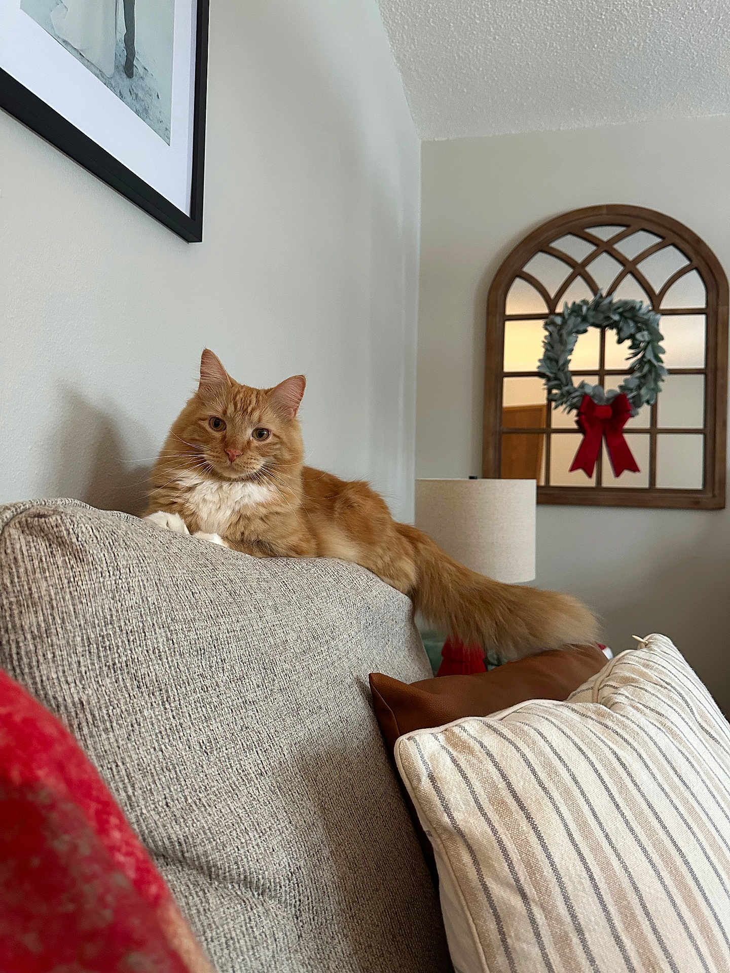 Ziggy joined the competition — help win amazing prizes! cat, orange_cat, couch, pillow, home_interior, mirror, wreath, holiday_decor, lamp, wall_art, furniture, relaxed, pet, indoor, cozy, striped_pillow, red_bow, furry, tail, resting