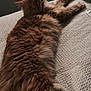 Ziggy is registered to the contest to win money with this photo: cat, orange_tabby, fluffy, relaxed, stretched_out, bed, blanket, indoor, pet, feline, sleepy, cute, cozy, fur, whiskers, animal, resting, soft, texture, comfort