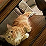 Ziggy joined the competition — help win amazing prizes! cat, orange_tabby, feline, pet, indoor, wooden_table, living_room, furniture, cozy, curious, relaxed, fur, whiskers, paws, couch, carpet, home, animal, cute, resting