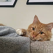 Ziggy joined the competition — help win amazing prizes! cat, orange_tabby, pet, animal, feline, fluffy, whiskers, paw, blanket, couch, indoor, relaxed, curious, closeup, portrait, furniture, home, cozy, resting, ears