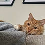 cat, orange_tabby, pet, animal, feline, fluffy, whiskers, paw, blanket, couch, indoor, relaxed, curious, closeup, portrait, furniture, home, cozy, resting, ears