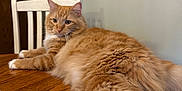 Ziggy is registered to the contest to win money with this photo: cat, orange_tabby, fluffy, pet, animal, indoor, table, wood, chair, fur, relaxed, stretching, whiskers, paws, domestic_cat, cute, feline, home, laying, orange