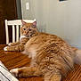cat, orange_tabby, fluffy, pet, animal, indoor, table, wood, chair, fur, relaxed, stretching, whiskers, paws, domestic_cat, cute, feline, home, laying, orange
