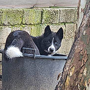 Mylo a rejoint le concours — aidez-le/la à gagner de superbes lots ! dog, black_and_white, blue_eyes, tub, container, outdoor, brick_wall, moss, tree_trunk, bark, curious, pet, animal, resting, nature, close_up, fur, ears, snout, eyes