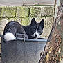 dog, black_and_white, blue_eyes, tub, container, outdoor, brick_wall, moss, tree_trunk, bark, curious, pet, animal, resting, nature, close_up, fur, ears, snout, eyes