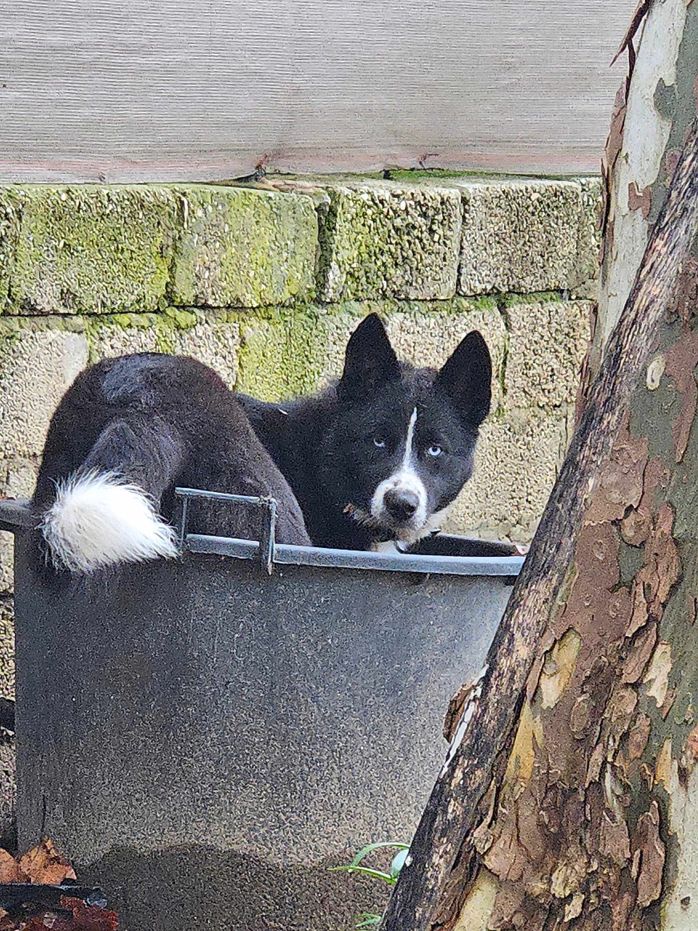 Mylo a rejoint le concours — aidez-le/la à gagner de superbes lots ! dog, black_and_white, blue_eyes, tub, container, outdoor, brick_wall, moss, tree_trunk, bark, curious, pet, animal, resting, nature, close_up, fur, ears, snout, eyes