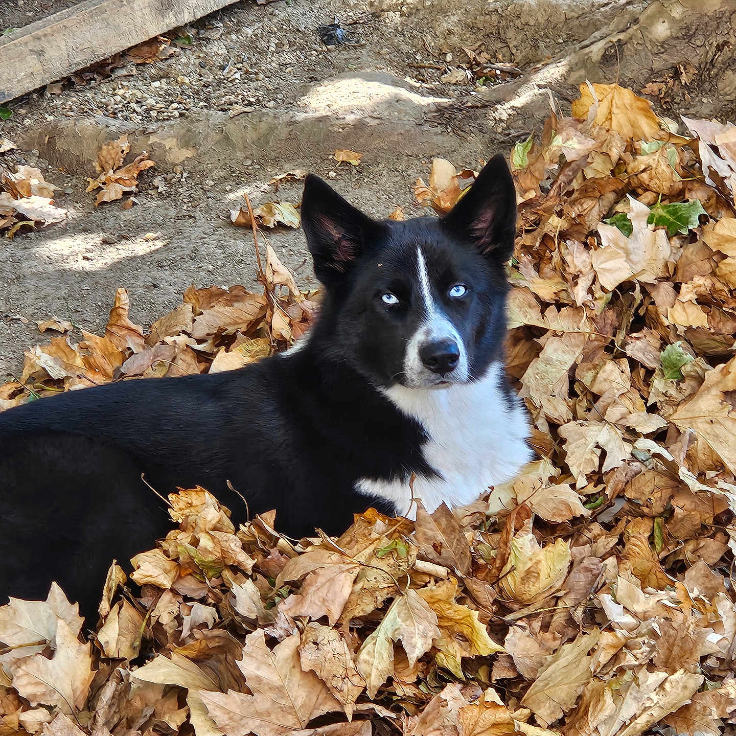 Mylo a rejoint le concours — aidez-le/la à gagner de superbes lots ! animal, autumn_leaves, black_and_white, blue_eyes, canine, closeup, daylight, dog, dry_leaves, ears, face, fur, ground, lying_down, nature, outdoor, pet, portrait, tree_roots, watchful