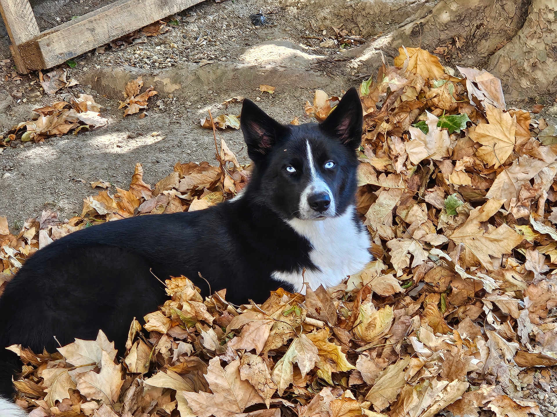 Mylo