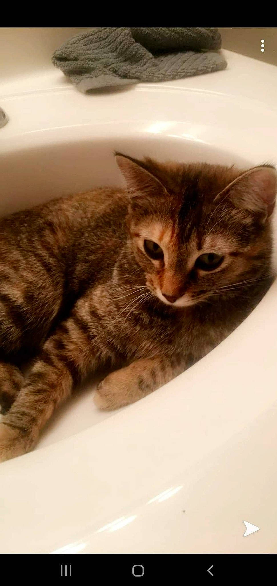 Charlie joined the competition — help win amazing prizes! american_shorthair, asian, australian_mist, bengal, carnivore, cat, domestic_short_haired_cat, dragon_li, ear, egyptian_mau, european_shorthair, felidae, kitten, mammal, ocicat, small_to_medium_sized_cats, tabby_cat, whiskers