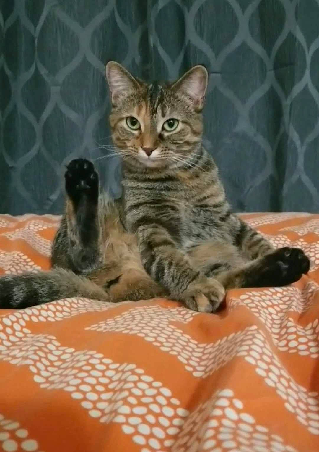 Charlie is registered to the contest to win money with this photo: american_shorthair, arabian_mau, asian, australian_mist, california_spangled, carnivore, cat, domestic_short_haired_cat, dragon_li, egyptian_mau, european_shorthair, felidae, kitten, mammal, ocicat, pixie_bob, small_to_medium_sized_cats, tabby_cat, vertebrate, whiskers