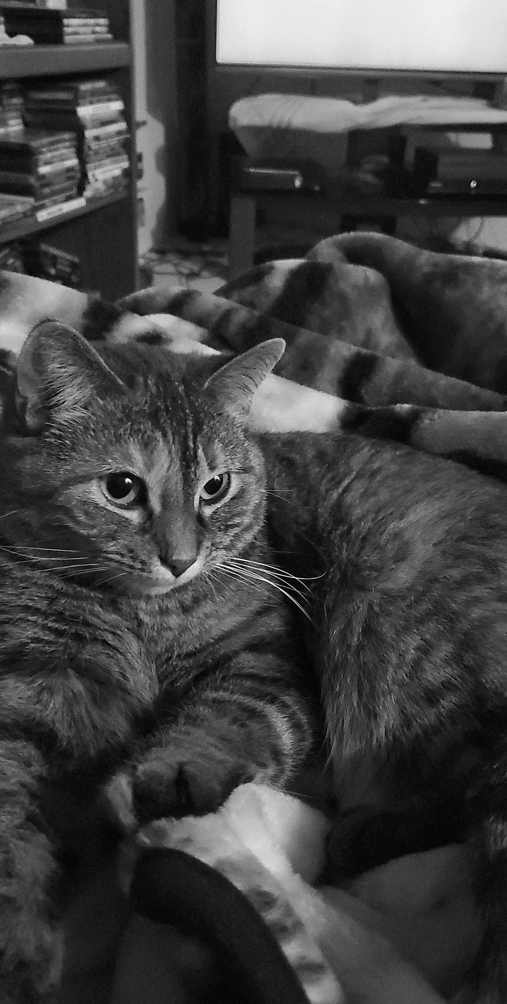 Charlie is registered to the contest to win money with this photo: asian, black_and_white, carnivore, cat, domestic_short_haired_cat, european_shorthair, eye, felidae, fur, kitten, monochrome, monochrome_photography, nebelung, photography, small_to_medium_sized_cats, snapshot, snout, style, tabby_cat, whiskers